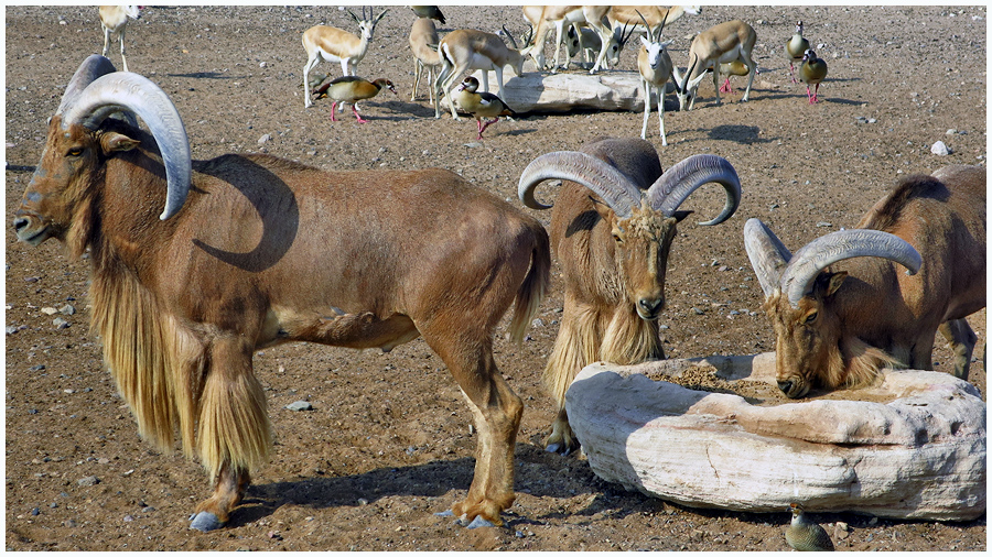 Sir Bani Yas