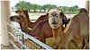 Camel Farm